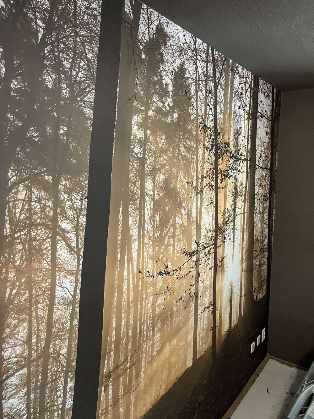 Sonnenstrahlen in einem nebligen Wald