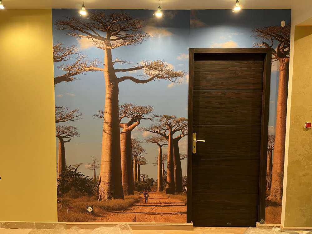 Baobab-Bäume