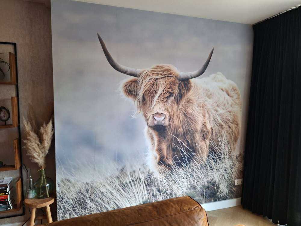 Schottische Hochländer in der Natur