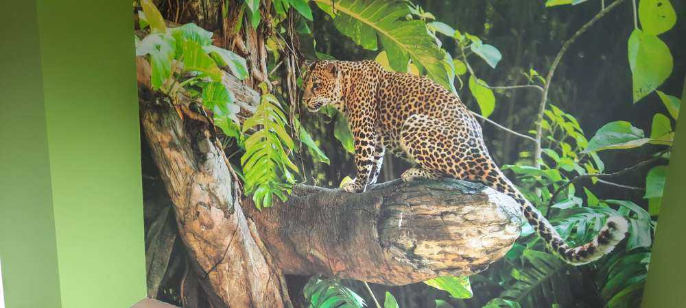 Leopard auf einem Ast