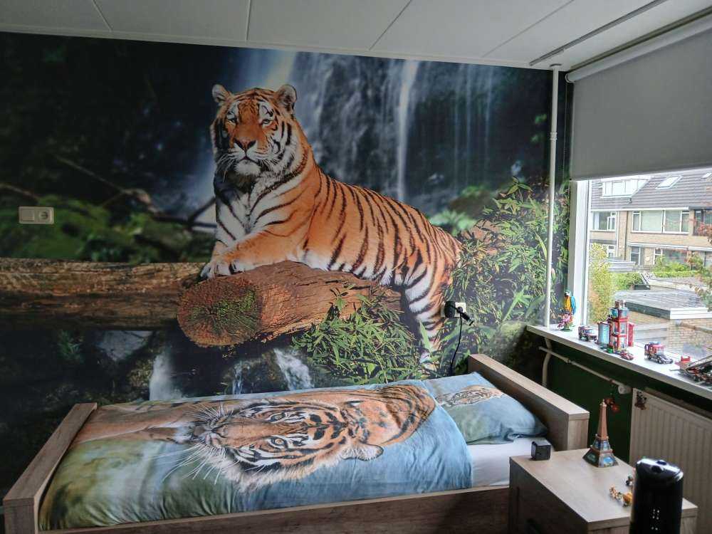 Tiger im Dschungel