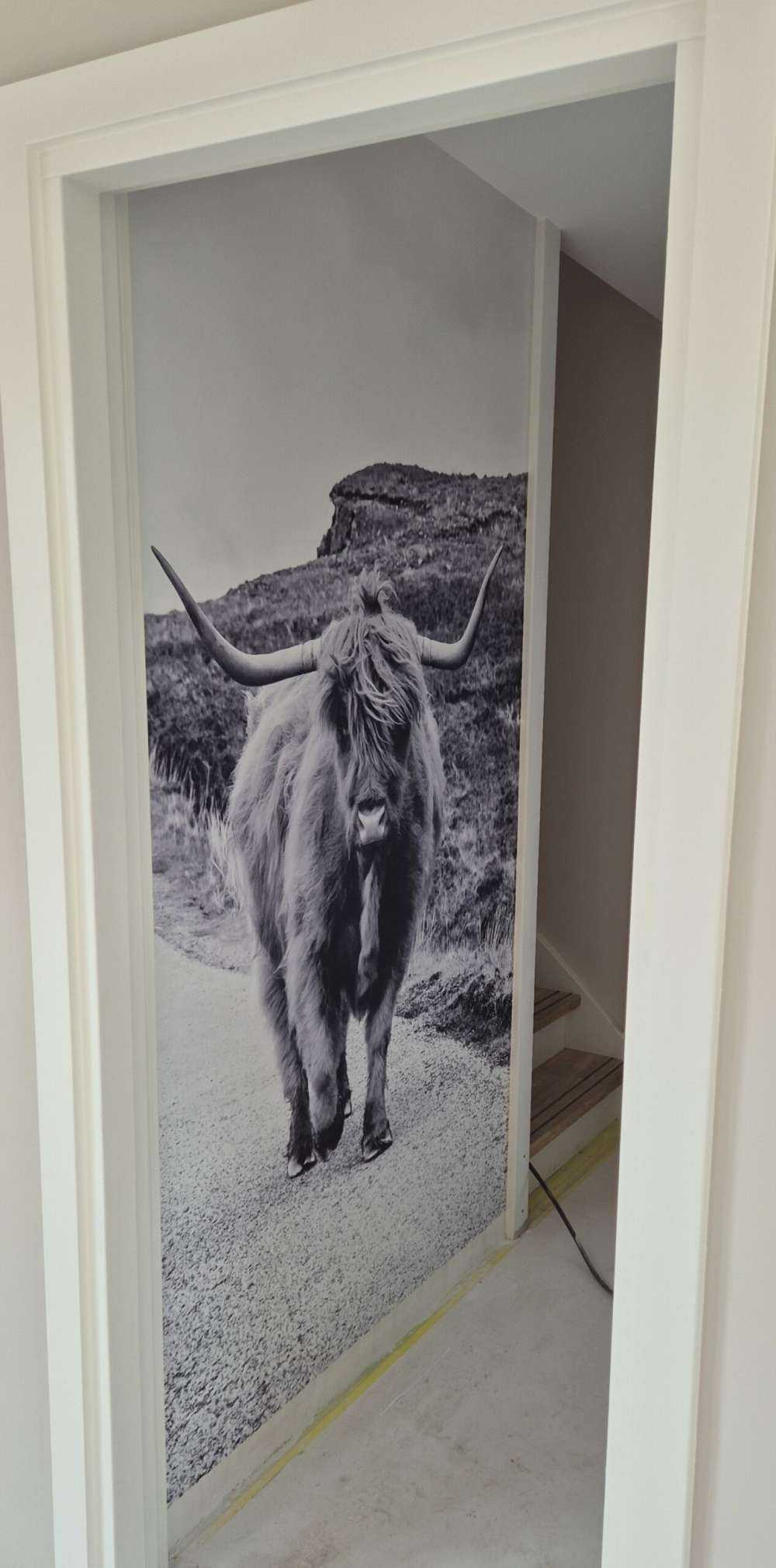 Schottischer Hochländer auf einer Straße