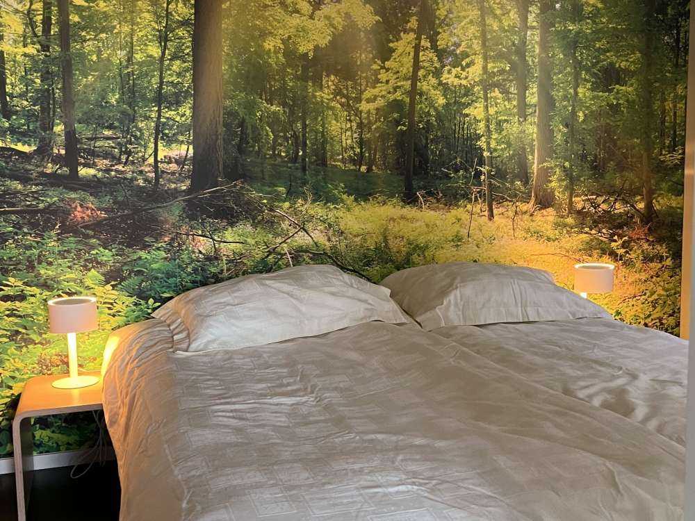 Wald mit Sonnenstrahlen