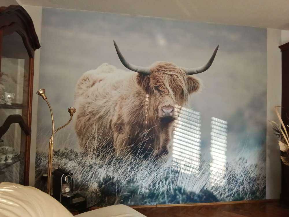 Schottische Hochländer in der Natur