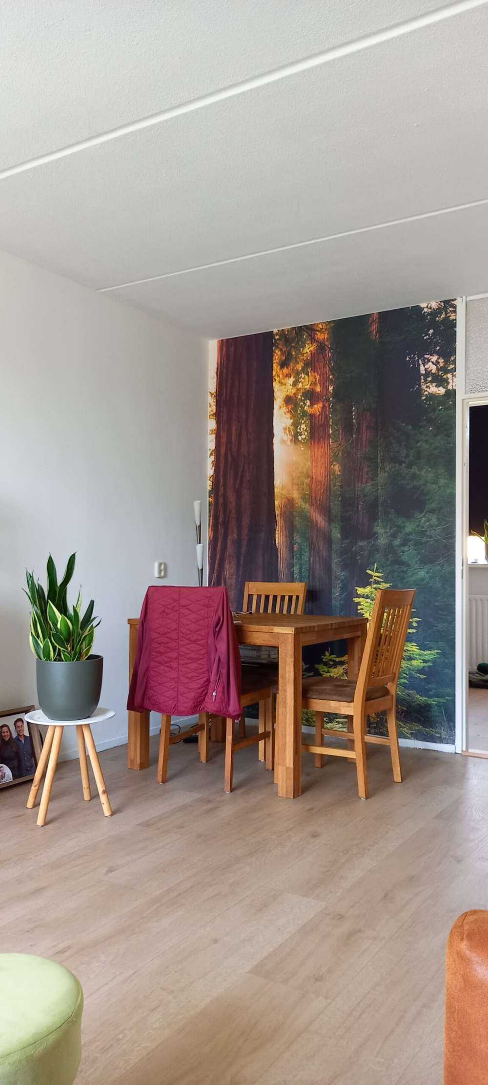 Sonnenlicht zwischen den Mahagonibäumen