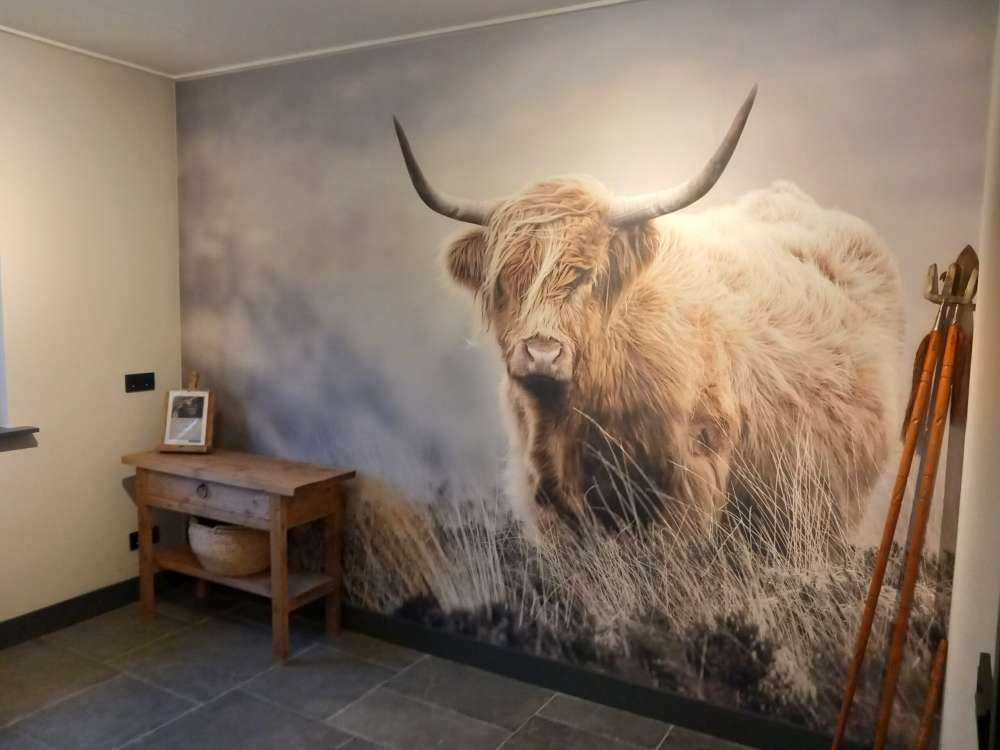 Schottische Hochländer in der Natur