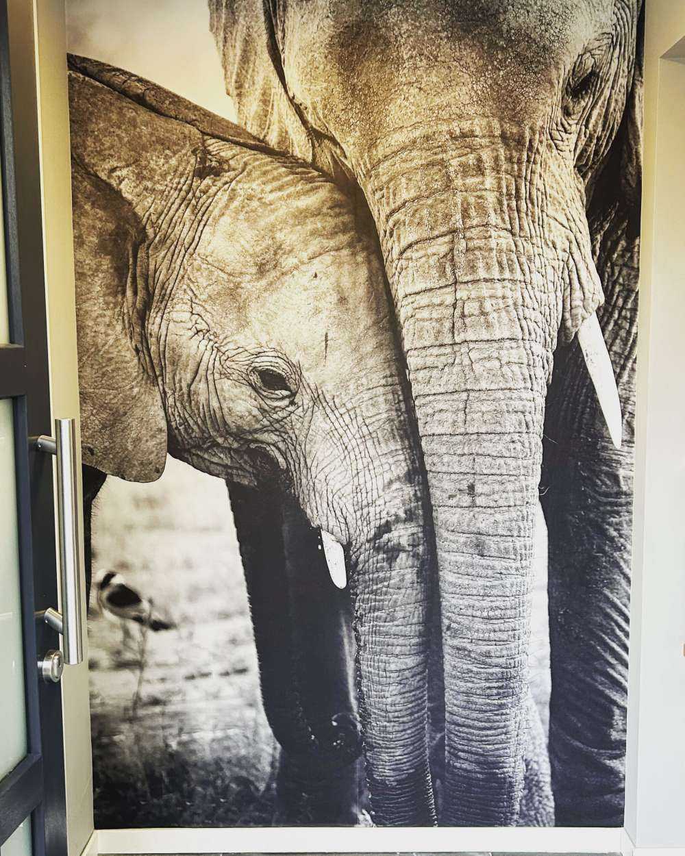 Kuschelnde Elefanten