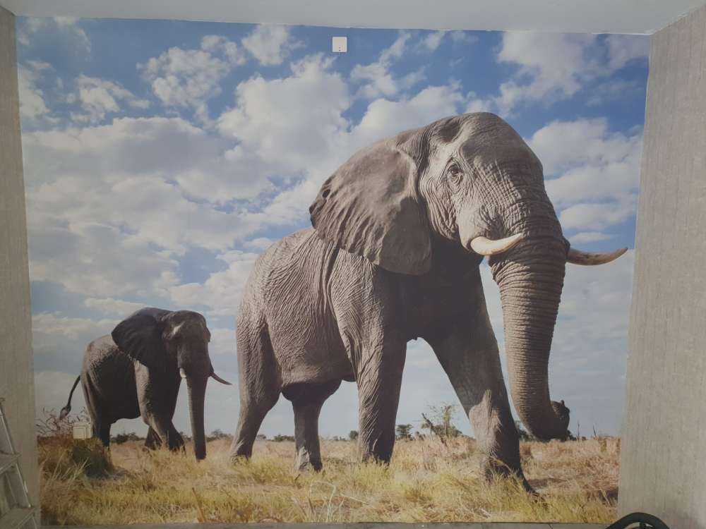 Vorbeiziehende Elefanten