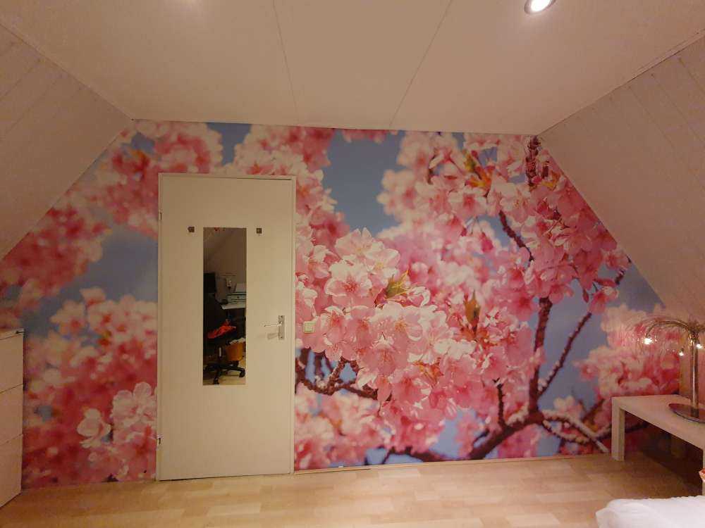 Kirschblüte