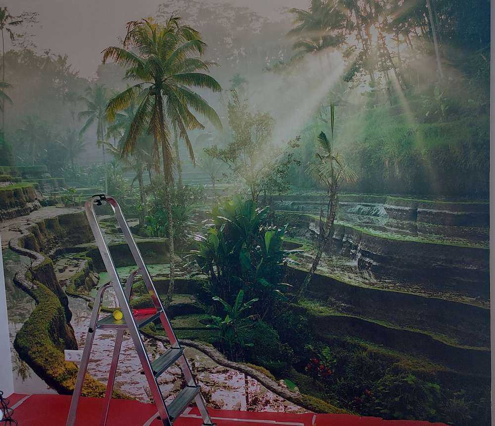 Reisfelder im Dschungel