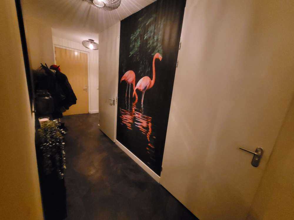 Karibische Flamingos