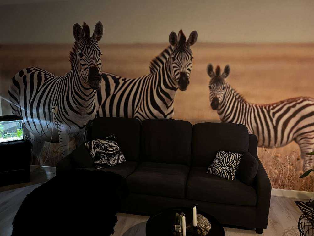 Zebras in der Natur