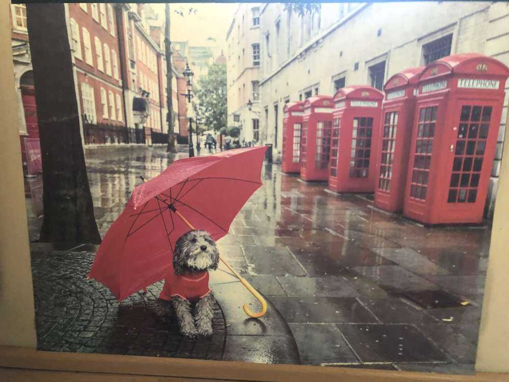 Hund mit Regenschirm
