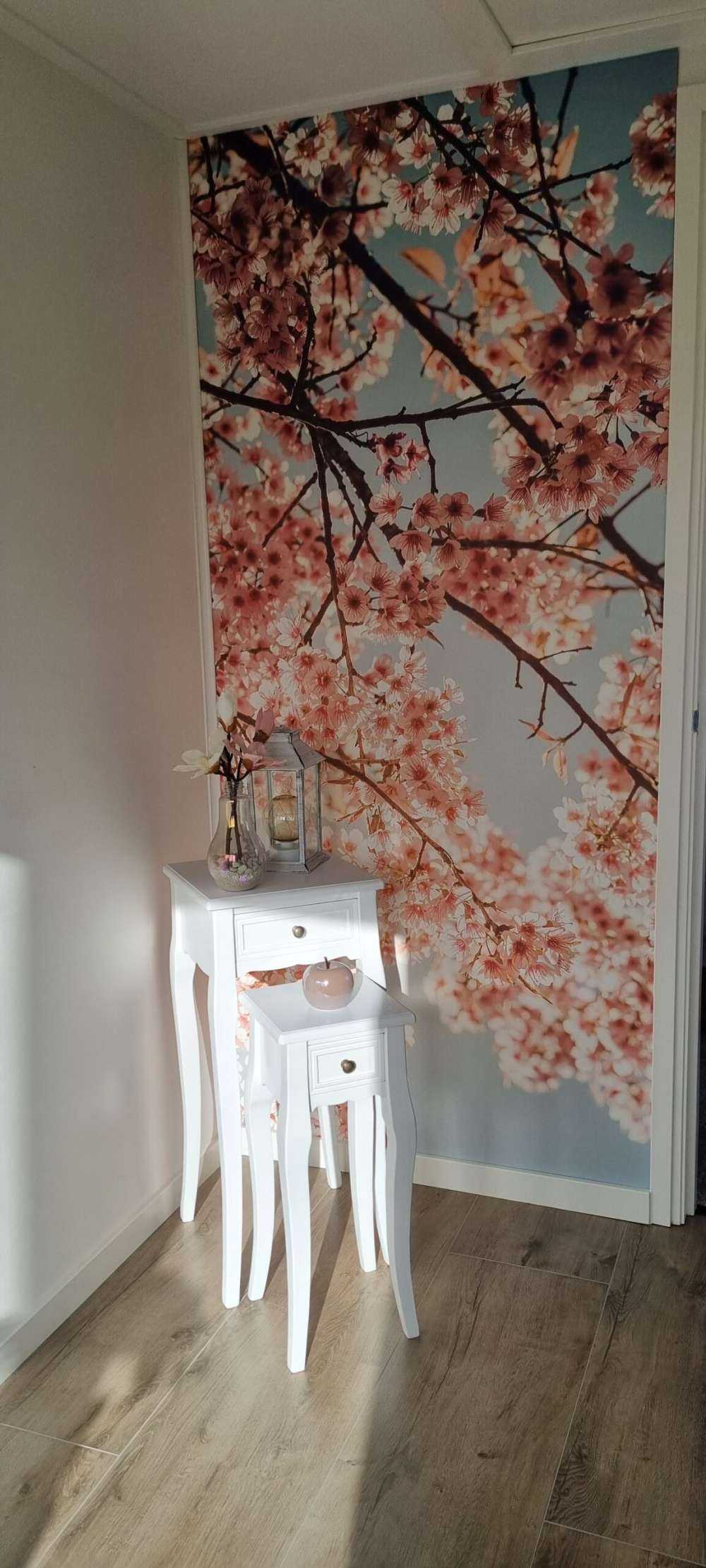 Kirschblüte