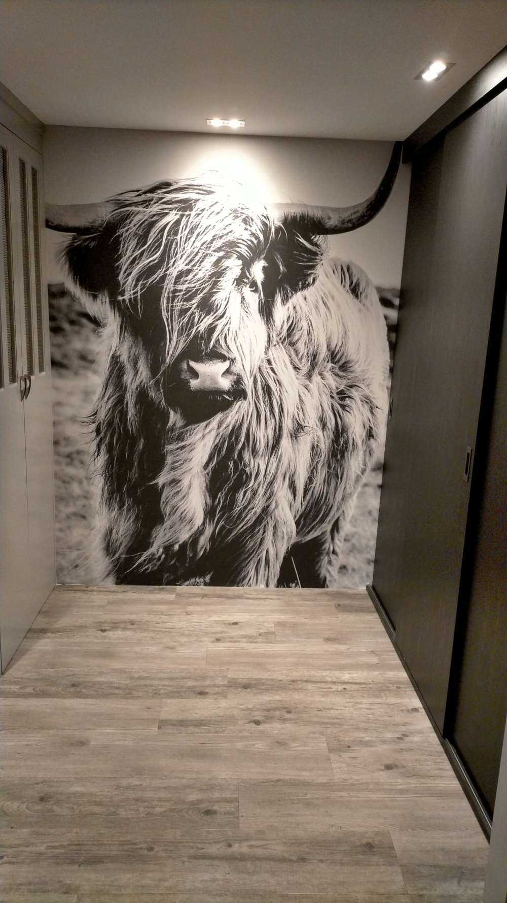 Schottischer Hochländer in Schwarz-Weiß