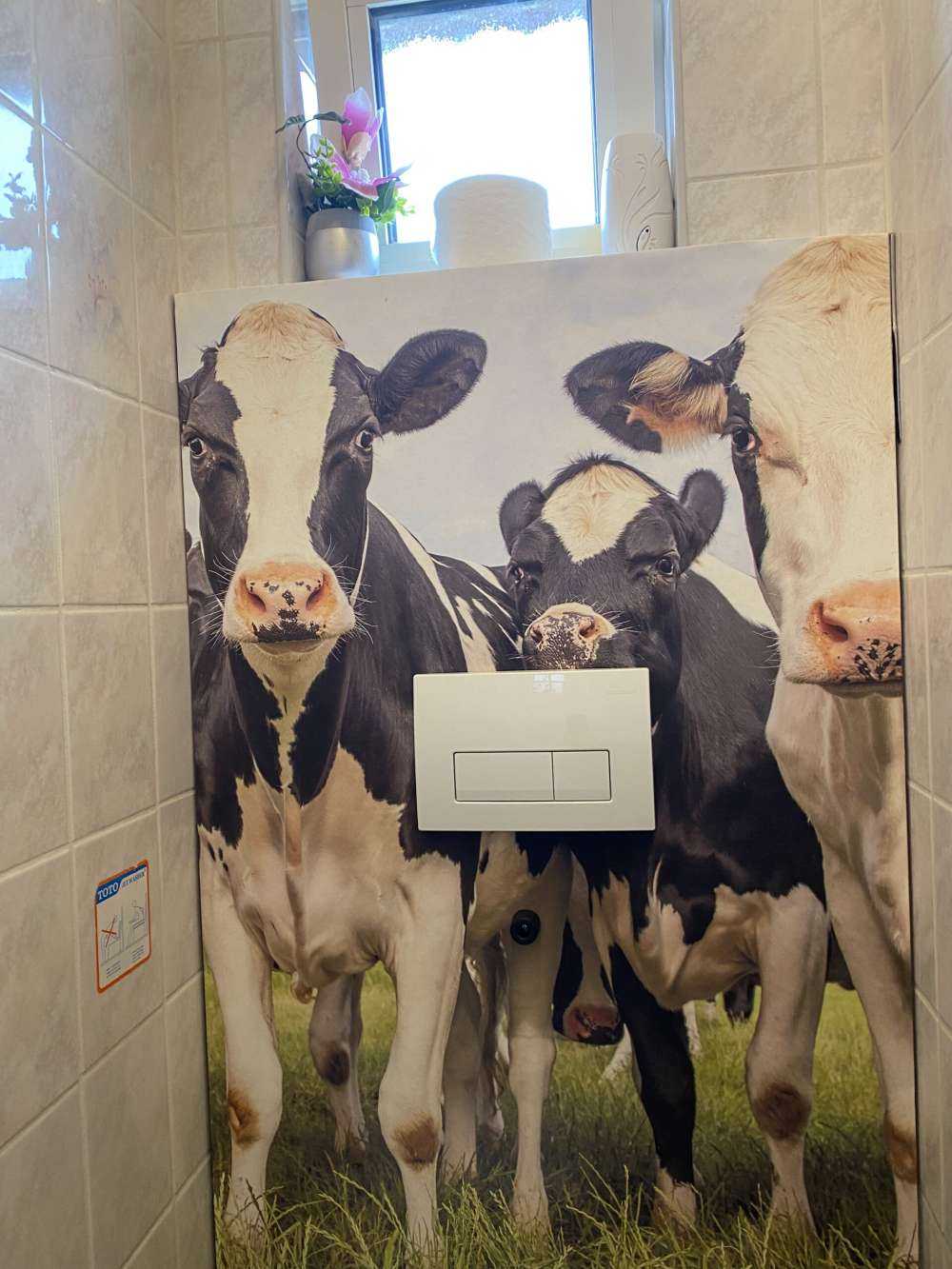 Herde mit Kühen
