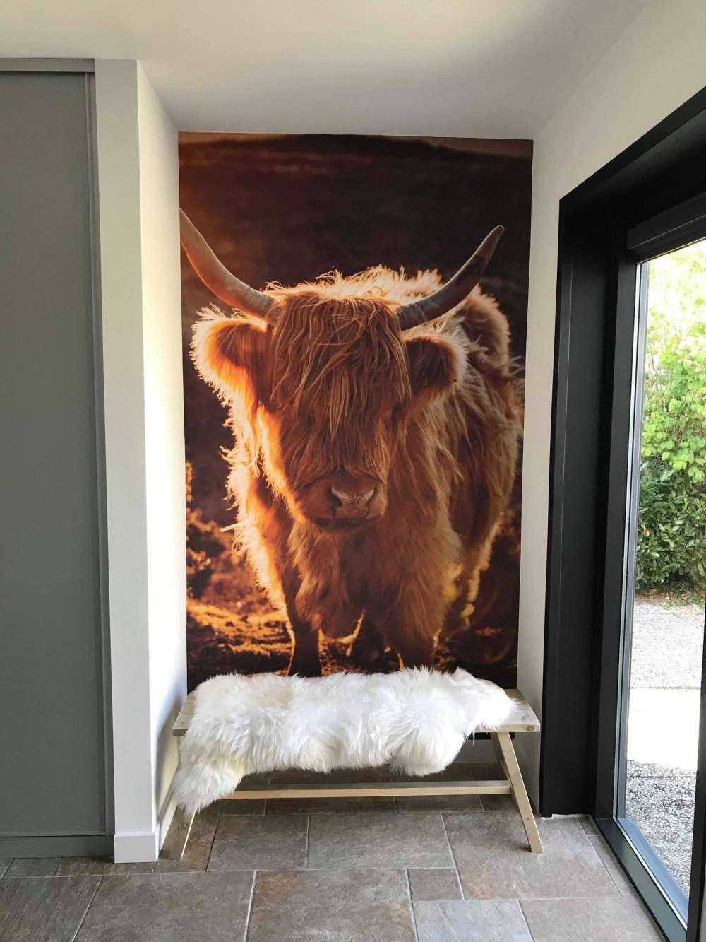 Schottischer Highlander in der Sonne