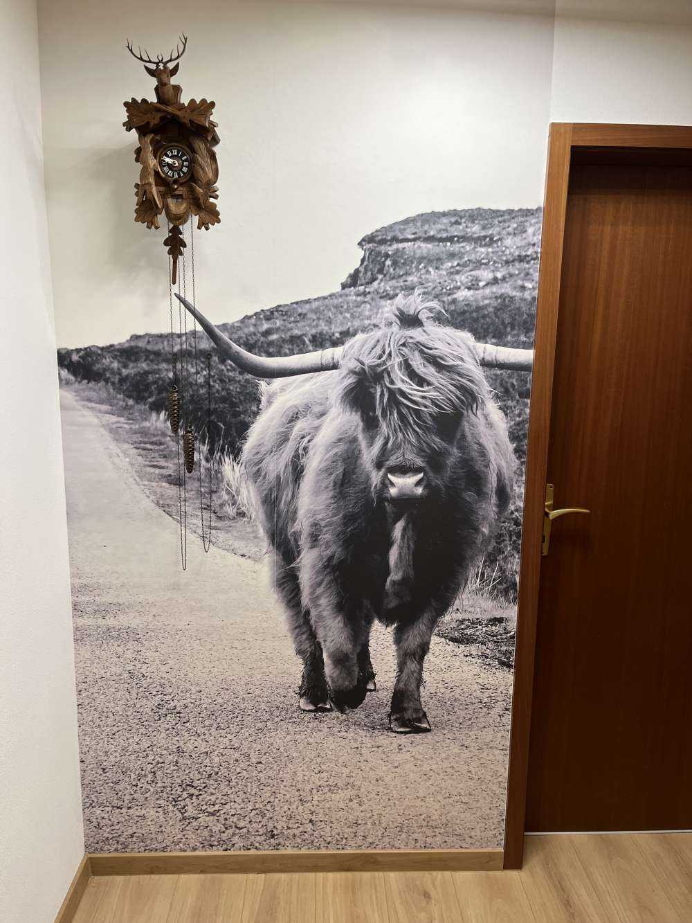 Schottischer Hochländer auf einer Straße