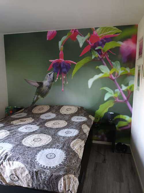 Kolibri trinkt