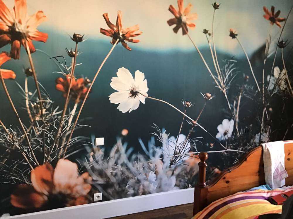 Kosmosblumen auf dem Feld