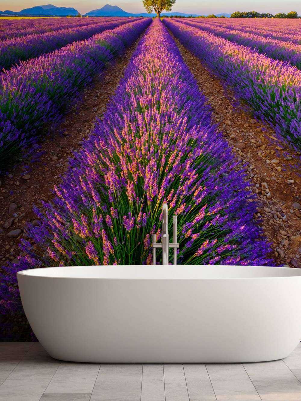 Lavendel im Sonnenlicht