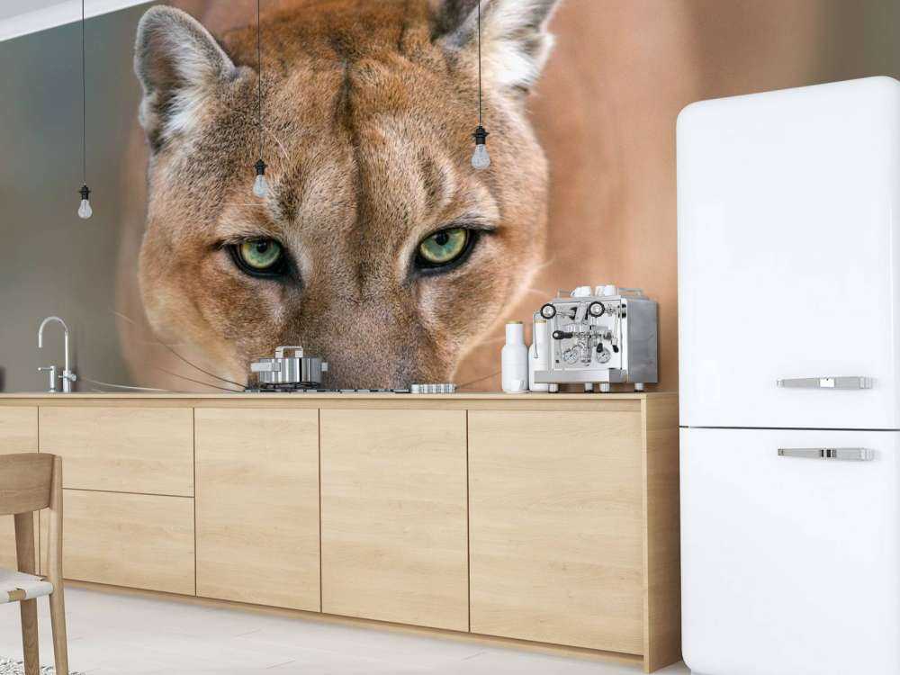 Puma Nahaufnahme