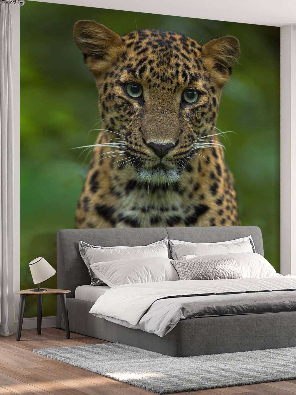 Fokussierter Leopard