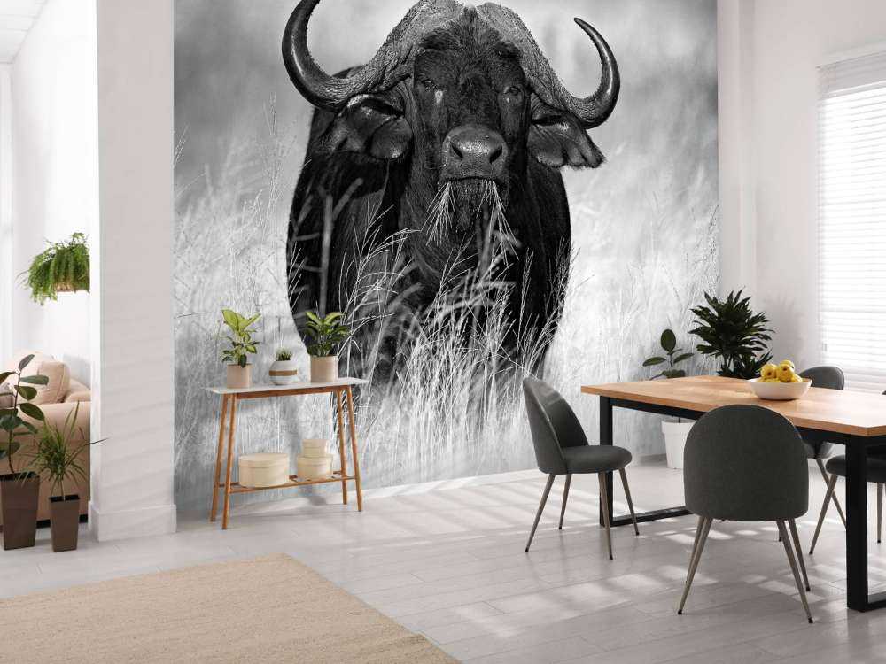 Büffel in Schwarz und Weiß