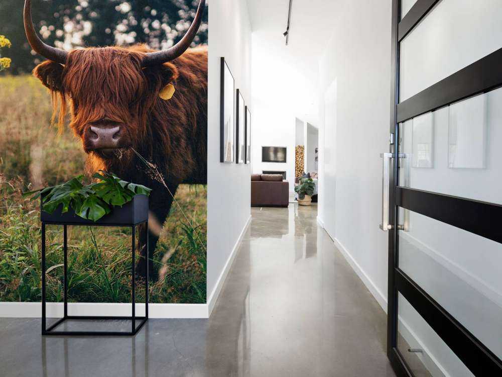 Schottischer Hochländer im hohen Gras