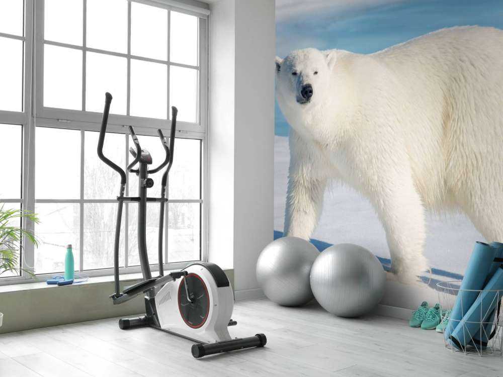Eisbär