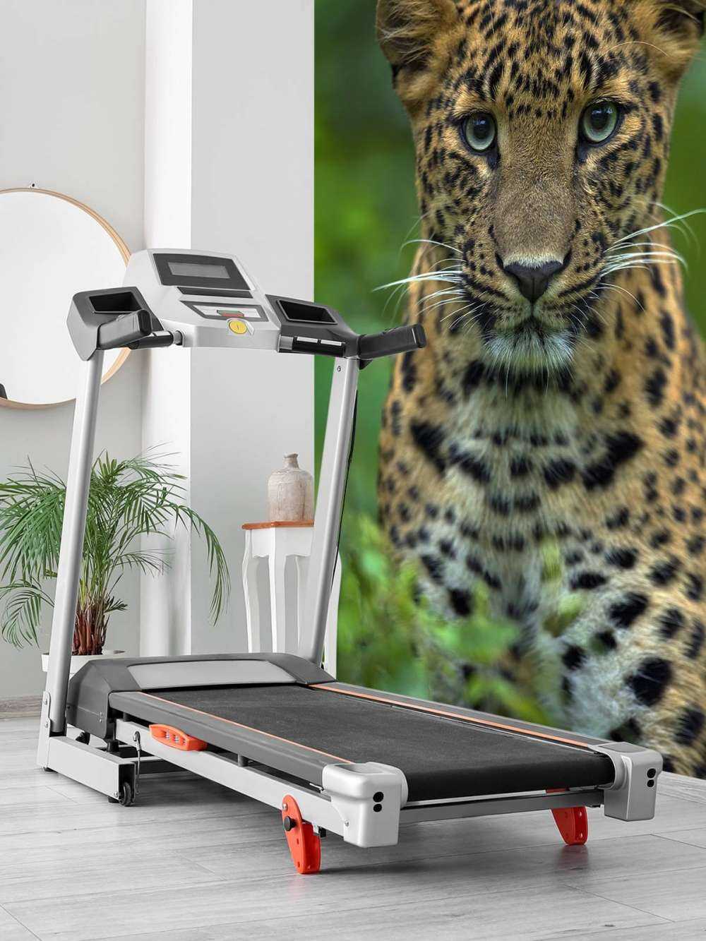 Fokussierter Leopard