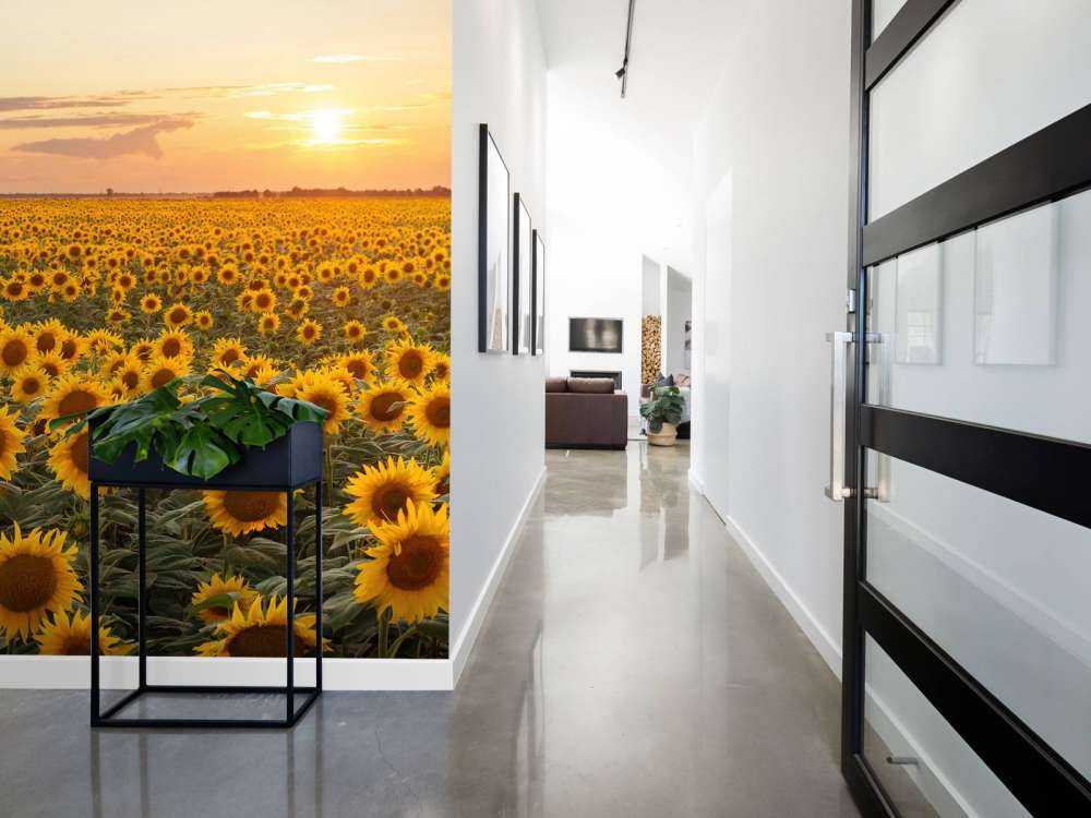 Sonnenblumenfeld mit Sonnenuntergang