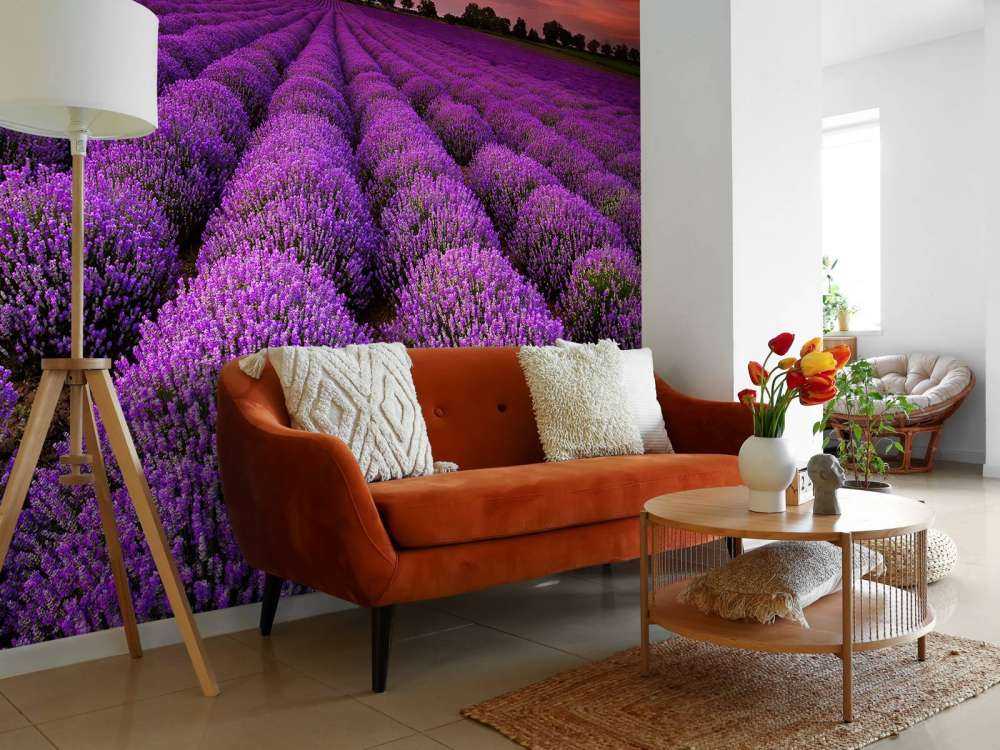 Feld mit Lavendel