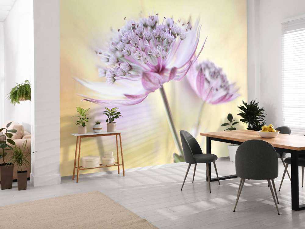 Pink Astrantia