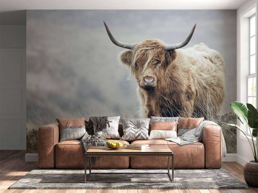 Schottische Hochländer in der Natur