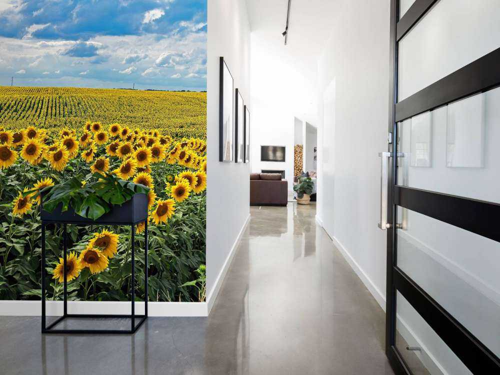 Wiese voller Sonnenblumen