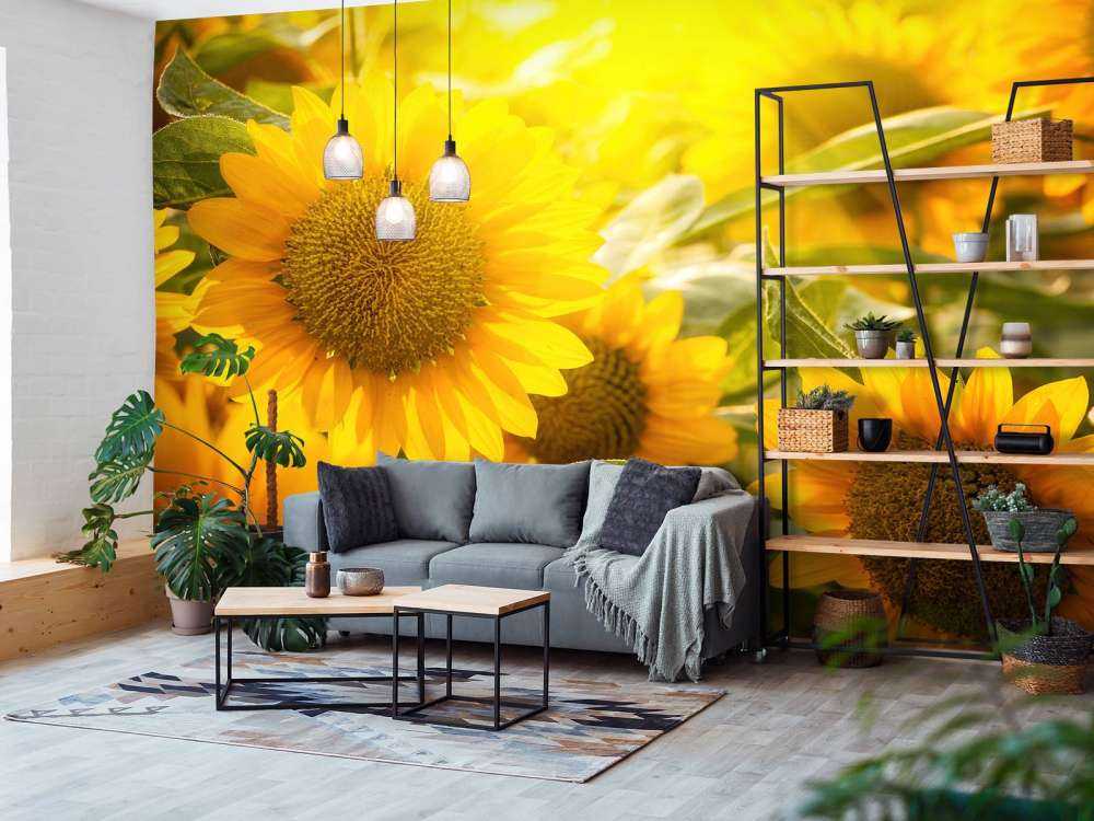 Sonnenblumen und Sonne