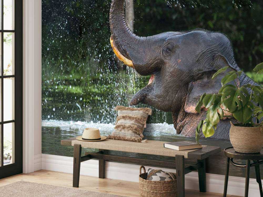 Elefant im Wasser