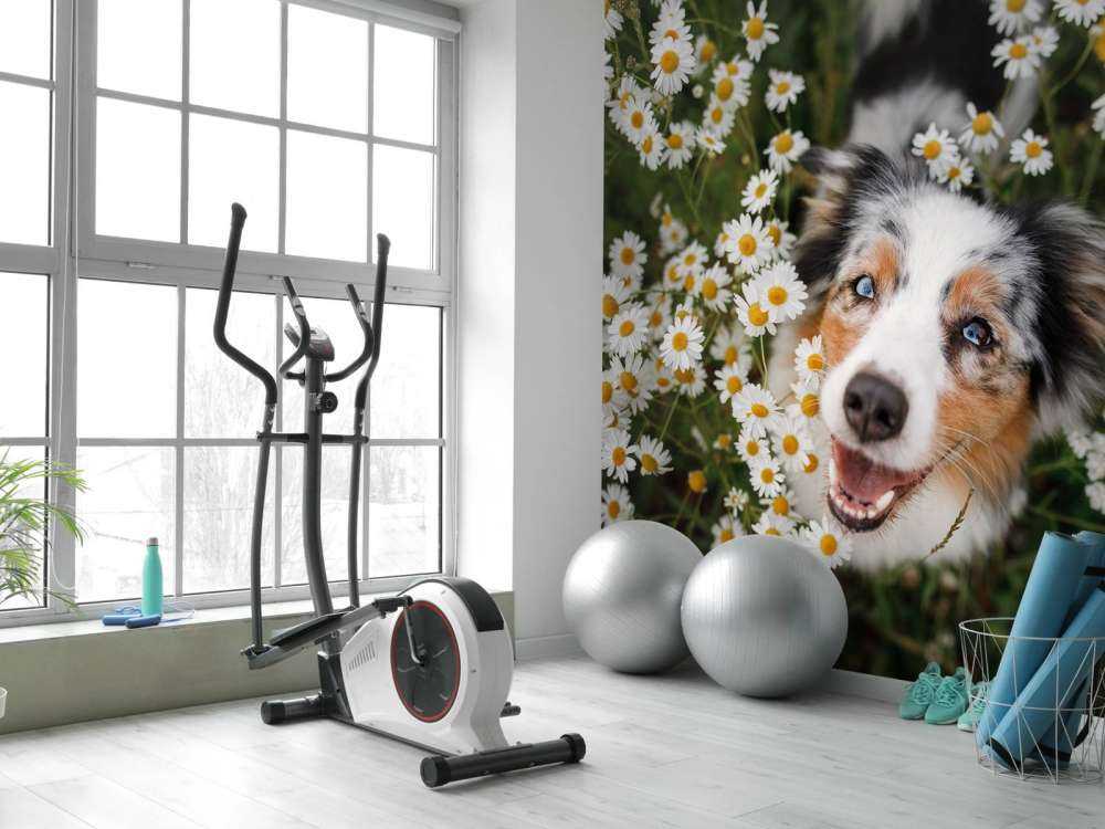 Australischer Schäferhund unter Blumen