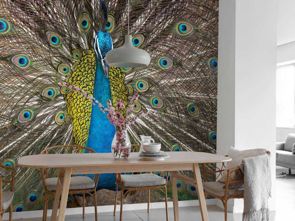 Pfau mit aufgeplusterter Federn