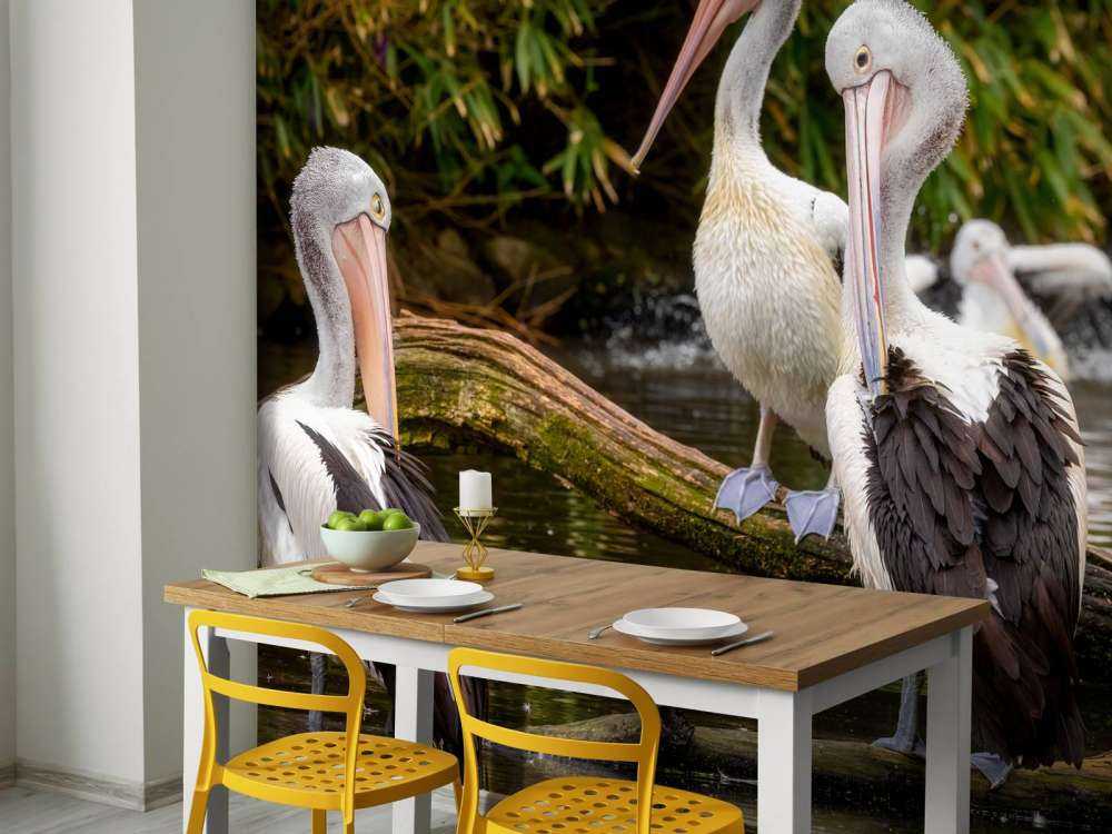 Australische Pelikane
