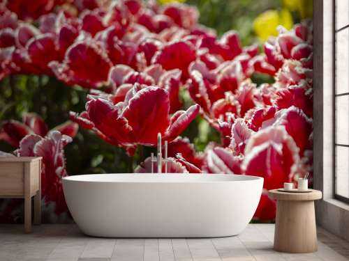 Rote Tulpen