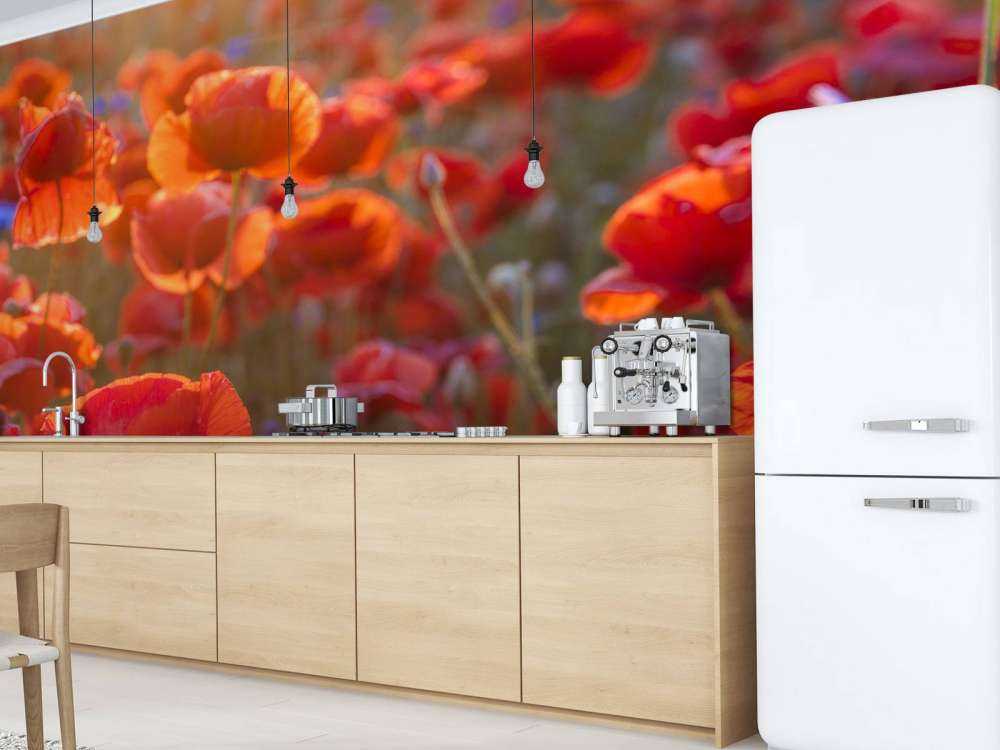 Mohn und Kornblumen