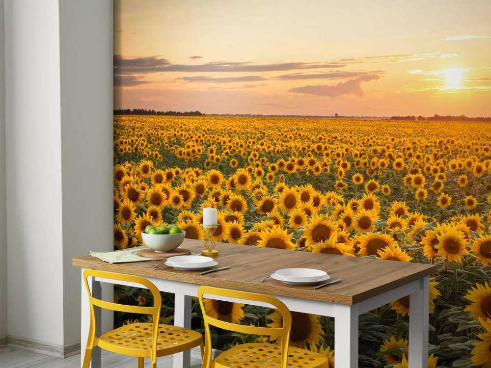 Sonnenblumenfeld mit Sonnenuntergang