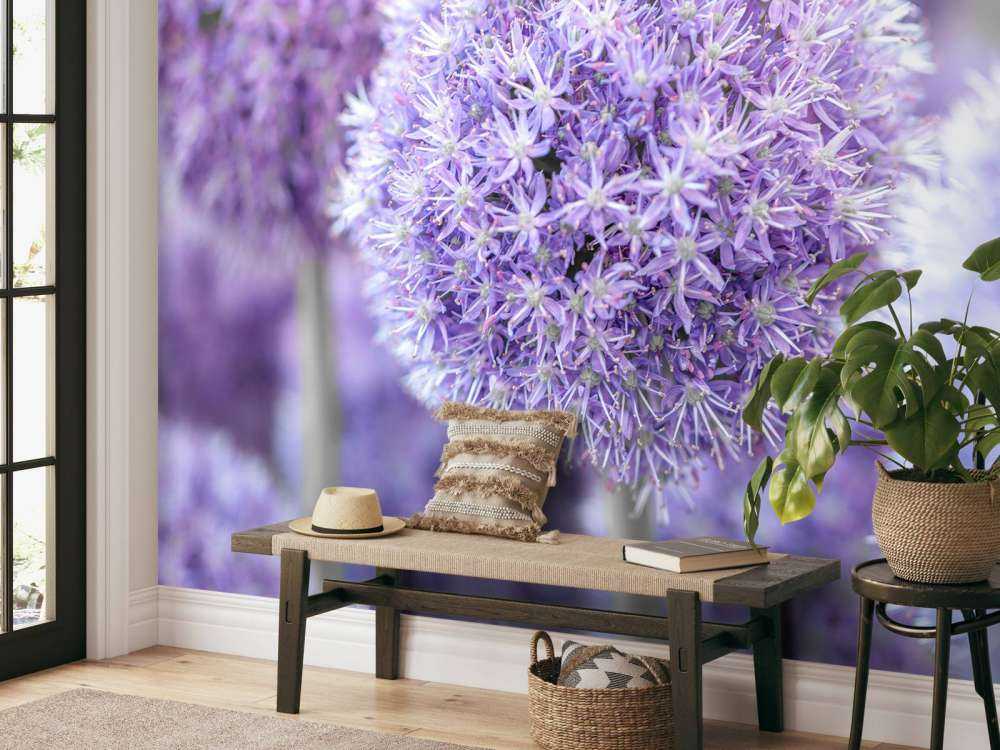 Purple Alliums