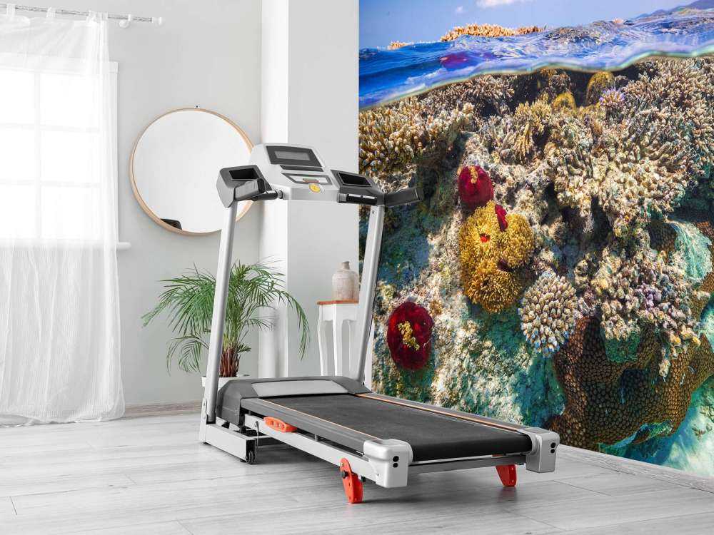 Mayotte : The Reef
