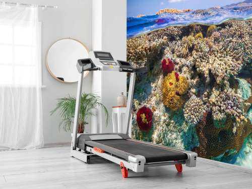 Mayotte : The Reef