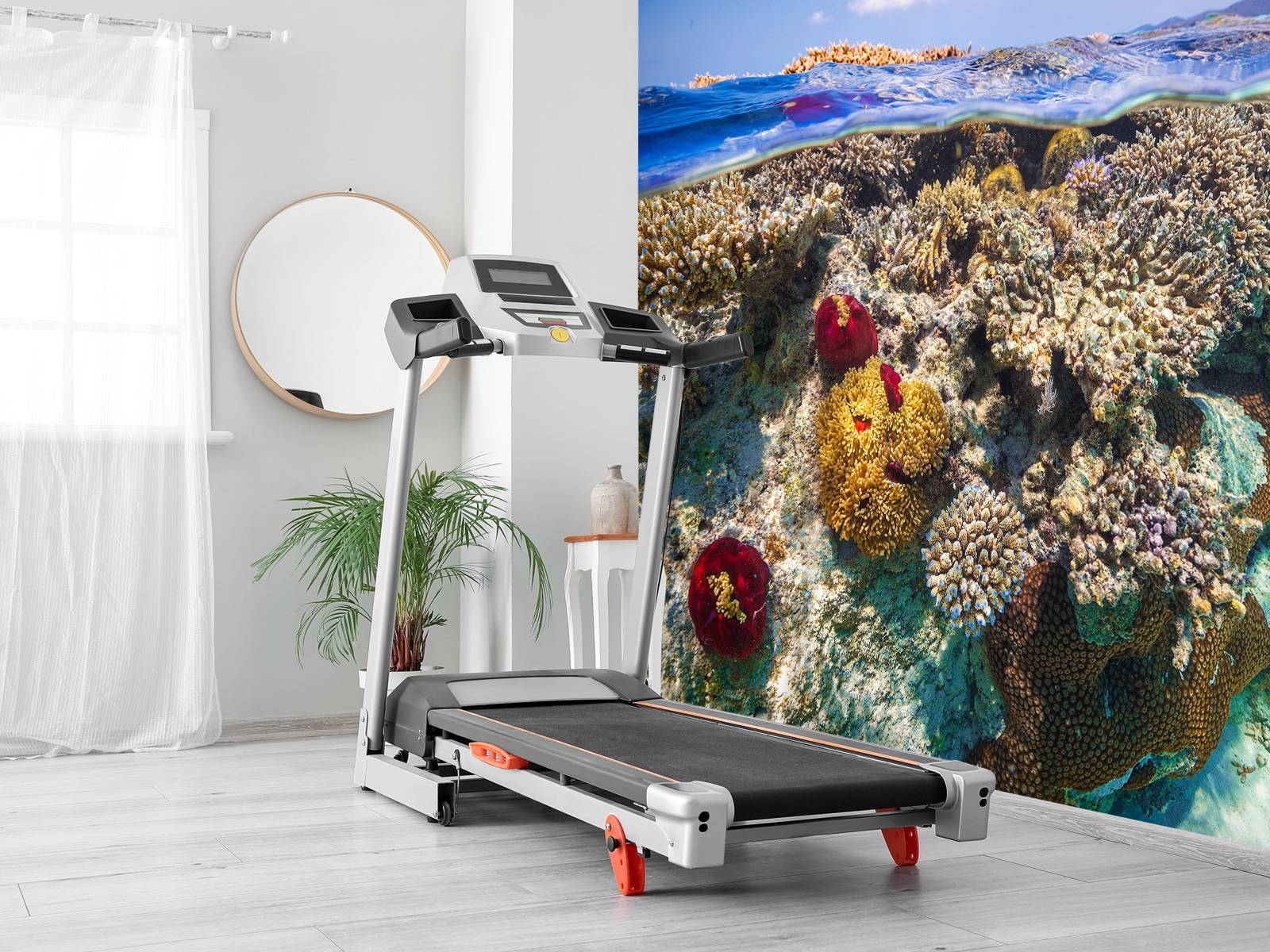 Mayotte : The Reef
