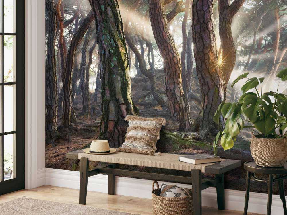 Sacred Pine Trees