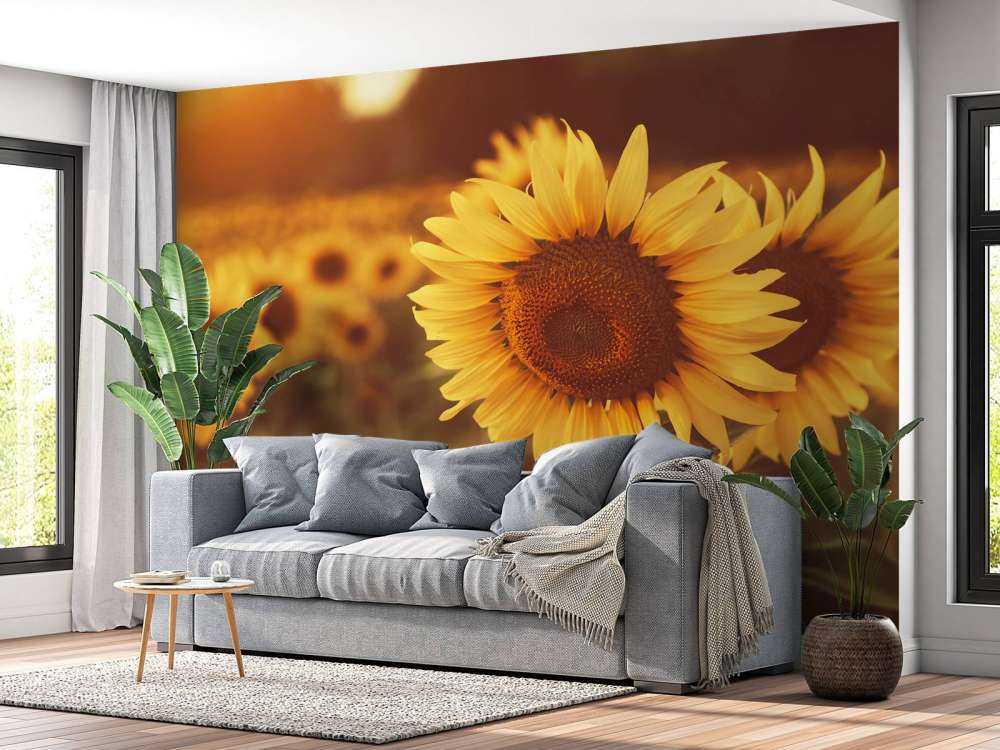 Sonnenblumen im Sonnenlicht